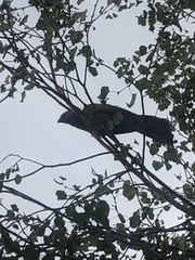 Corythaixoides concolor