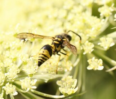 Eumenes mediterraneus