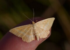 Idaea ochrata