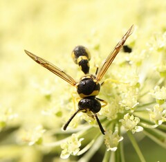Eumenes mediterraneus