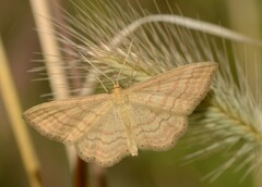 Idaea ochrata