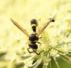 Eumenes mediterraneus