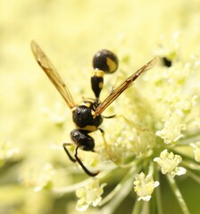 Eumenes mediterraneus