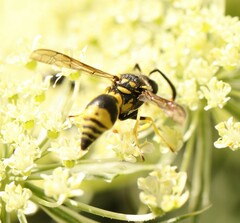Eumenes mediterraneus