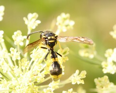 Eumenes mediterraneus