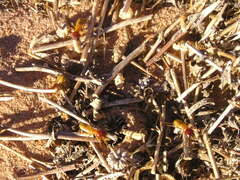 Microhodotermes viator