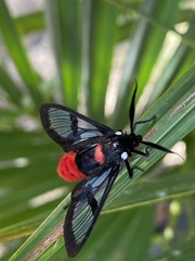 Aethria haemorrhoidalis