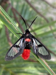 Aethria haemorrhoidalis
