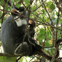 Cercopithecus neglectus
