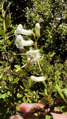 Escallonia virgata