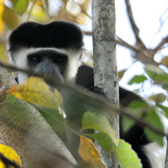 Colobus guereza matschiei