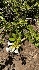 Escallonia virgata