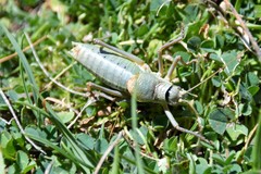 Ephippiger terrestris