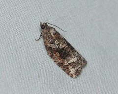 Thrincophora