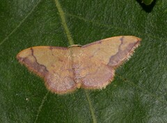 Idaea ostrinaria
