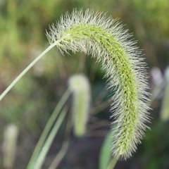 Setaria faberi