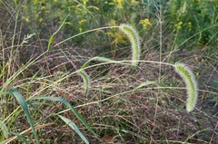 Setaria faberi