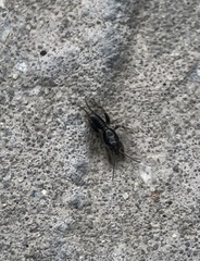 Gryllotalpa orientalis