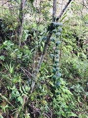 Crassula sarmentosa