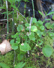 Micranthes odontoloma