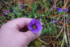 Calibrachoa