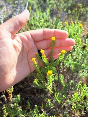 Oedera genistifolia