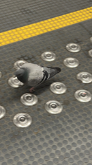 Columba livia domestica