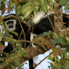 Colobus guereza matschiei
