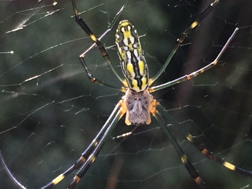 Nephilidae