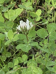 Trifolium clypeatum