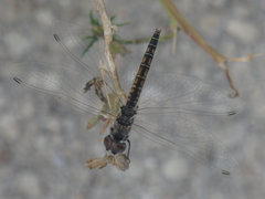 Selysiothemis nigra