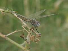 Selysiothemis nigra