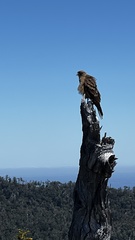 Daptrius chimango temucoensis