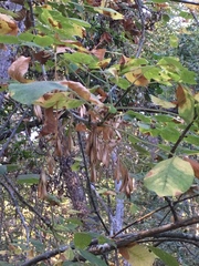 Fraxinus dipetala