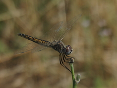 Selysiothemis nigra