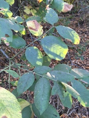 Fraxinus dipetala