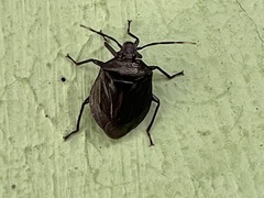 Antiteuchus