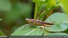 Conocephalus maculatus