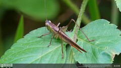 Conocephalus maculatus