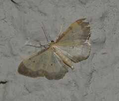 Idaea politaria
