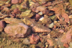 Macrobrachium amazonicum