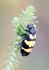 Hycleus lunatus