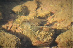 Macrobrachium amazonicum