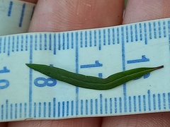 Coprosma linariifolia