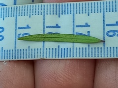 Coprosma linariifolia