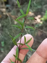 Coprosma linariifolia