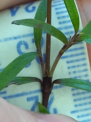 Coprosma linariifolia