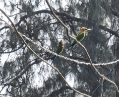 Merops orientalis