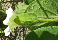 Thunbergia capensis