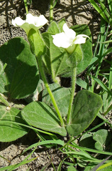 Thunbergia capensis